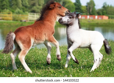 Two Mini Horses Falabella Playing On Meadow  In Summer, Bay And White, Selective Focus