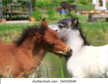 Two Mini Horses Falabella Playing On Meadow  In Summer, Bay And White, Selective Focus