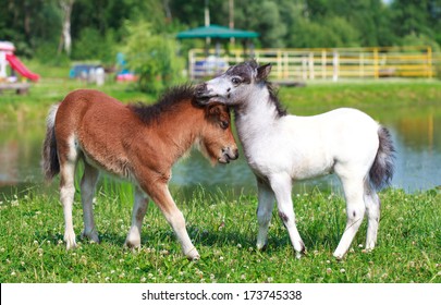 Two Mini Horses Falabella Playing On Meadow In Summer, Bay And White, Selective Focus 