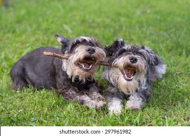 two mini schnauzer dogs playing one stick together on the grass