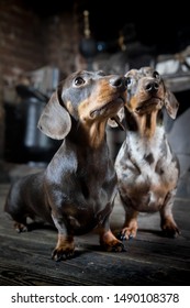 Two miniature Dachshunds sitting in Pub