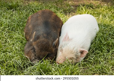 two miniature piglets resting in grass