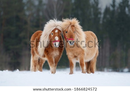 Two miniature shetland breed ponies standing on the snowy field in winter