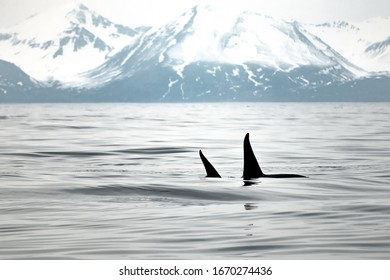 Two Minke Whales In Northern Iceland