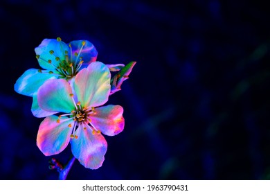 Two Mirabelle plum plowers blooming in uv. Vertical composition. White flowers illuminated by black light sources (UV light) - Powered by Shutterstock