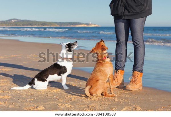 Two Mixed Mongrel Dogs Short Hair Stock Photo Edit Now 384108589