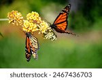 two monarch butterflies sit on a blooming butterfly bush (Buddleia) with green bokeh background