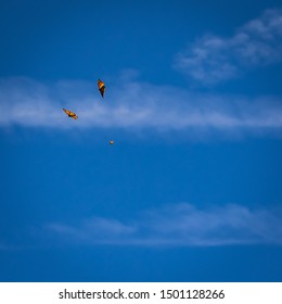 Two Monarch Butterfly In Flight In Blue Sky