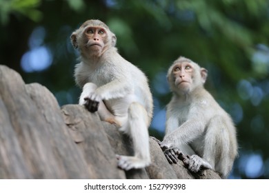 two monkey 