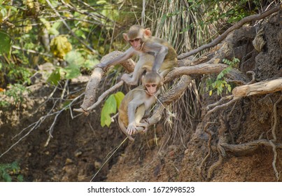 Two monkey babies playing on tree