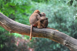 Two Monkey Friends On Tree