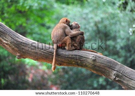 Two monkey friends on tree