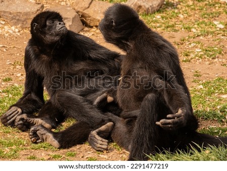 two monkeys cuddle each other