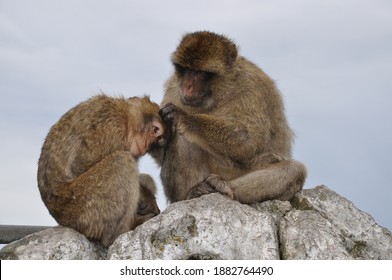 Two Monkeys Grooming Each Other. Furry Barbary Macaque Apes Sitting On Rock Cliff In Gibraltar. Primate Animals Social Grooming Behavior