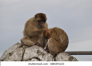 Two Monkeys Grooming Each Other. Furry Barbary Macaque Apes Sitting On Rock Cliff In Gibraltar. Primate Animals Social Grooming Behavior