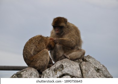 Two Monkeys Grooming Each Other. Furry Barbary Macaque Apes Sitting Together On Rock Cliff In Gibraltar And Touch Fur To Search Parasite Insects. Primate Animals Social Grooming Behavior