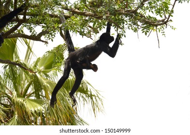 Two monkeys hanging on a tree.