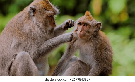 Two Monkeys Looking For Fleas From Each Other