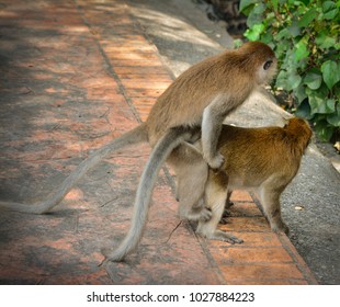 Two Monkeys Mating Out On The Street.