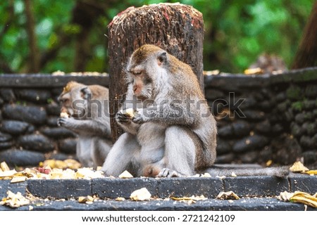 Two monkeys in the Monkey Forest in Ubud Bali on a rainy day