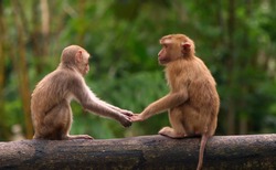 Two Monkeys Are On A Log And Holding Hands