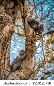 two monkeys on the tree
