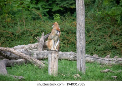 Two monkeys on the tree