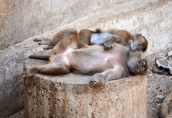 Two Monkeys Peacefully Sleeping Upside-down On A Rock, Capturing A Whimsical Nap Time Moment