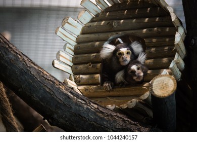 Two Monkeys Peep Out Of Their House On A Tree