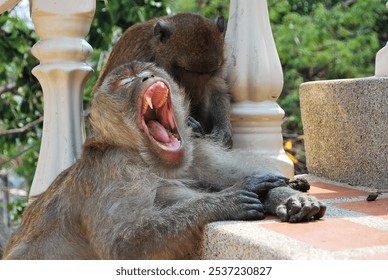 Two monkeys relaxing on a sunny day, with one yawning widely, showing sharp teeth, while the other sits close by. They rest on a stone platform near decorative railing posts, natural scene. - Powered by Shutterstock