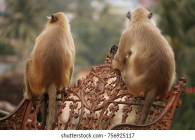 two monkeys sitting