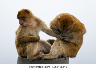 Two monkeys sitting on a post at Gibraltar. White sky in the background.