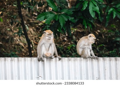 Two monkeys sitting on top of a metal fence - Powered by Shutterstock