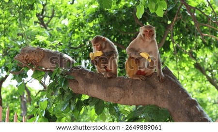Two monkeys sitting on a tree branch, peacefully eating bananas in a natural forest setting