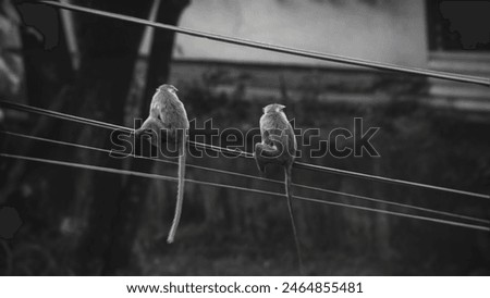 Two monkeys sitting on a wire 