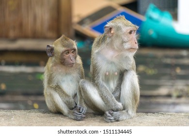 Two monkeys sitting in the same direction