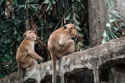 Two Monkeys Sitting In A Temple In Thailand. Nice Monkeys Sitting On Top. Monkeys In The Jungle
