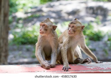 The two monkeys sitting together