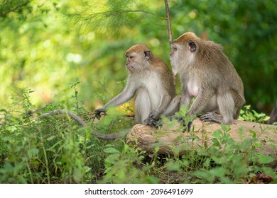 1,639 Cute monkeys sitting together Images, Stock Photos & Vectors ...