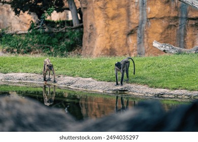 Two monkeys stand by the water edge in a naturalistic enclosure. The image captures their posture and interaction, highlighting the lush environment and rocky backdrop. - Powered by Shutterstock
