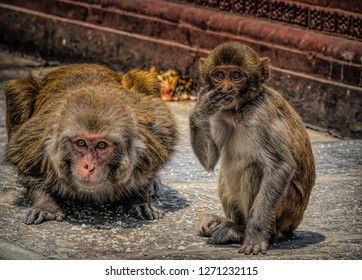 Two Monkey's At The Temple