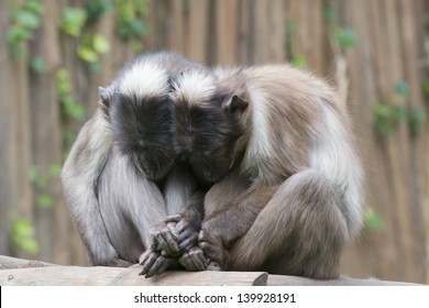 Two monkeys while holding their hands
