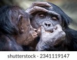 two monkies holding, delousing and kissing each other