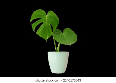 Two Monstera In A White Vase, Perfect For Interior Design Die-Cut PNG With Path Line.