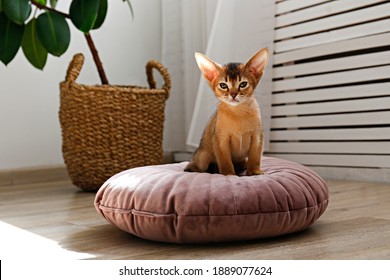 Two month old cinnamon abyssinian cat at home. Beautiful purebred short haired kitten on a cushion in living room. Close up, copy space, background,.