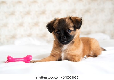 Two Month Old Pekingese Chihuahua Mix Stock Photo Edit Now 140003083