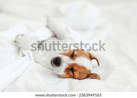 Two Month Old Terrier Puppy Sleeping in Bed. Adored small Dog sleeps on cozy modern bed