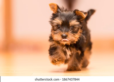 Two month old Yorkshire Terrier puppy