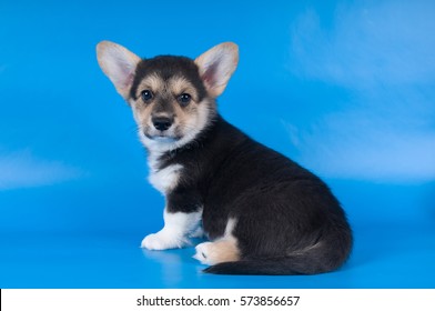 Two month Pembroke Welsh Corgi purebred puppy on blue background looking at camera sitting back to camera