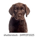 Two months old Chocolate labrador retriever puppy looking attentive on a white background